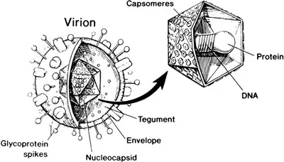 Herpes Explained