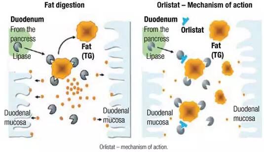 How Orlistat Works