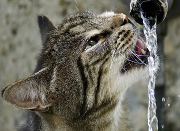 Stay Hydrated this Summer